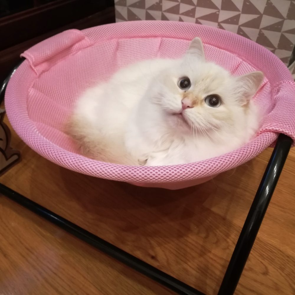 Cat Bed - Pink: image 2