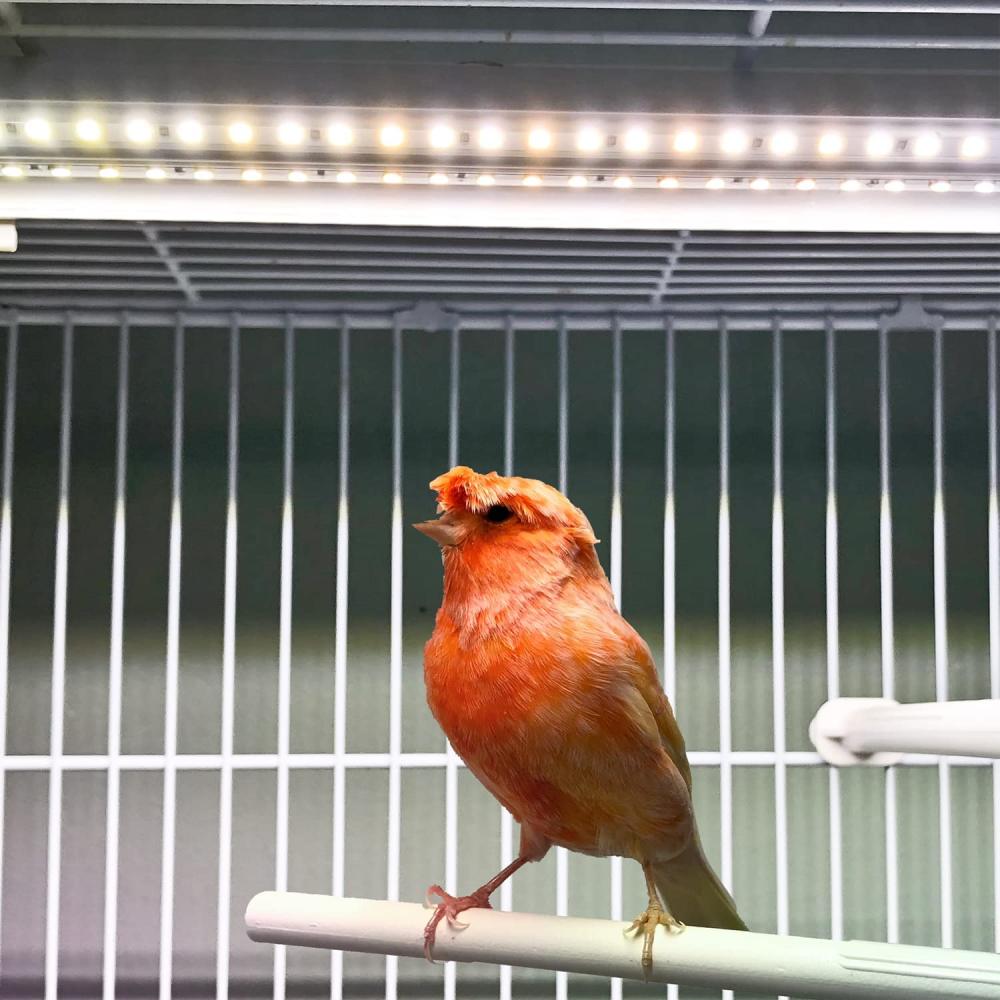 Bird Cage Light - Softbill Light / 24 Inches: image 4